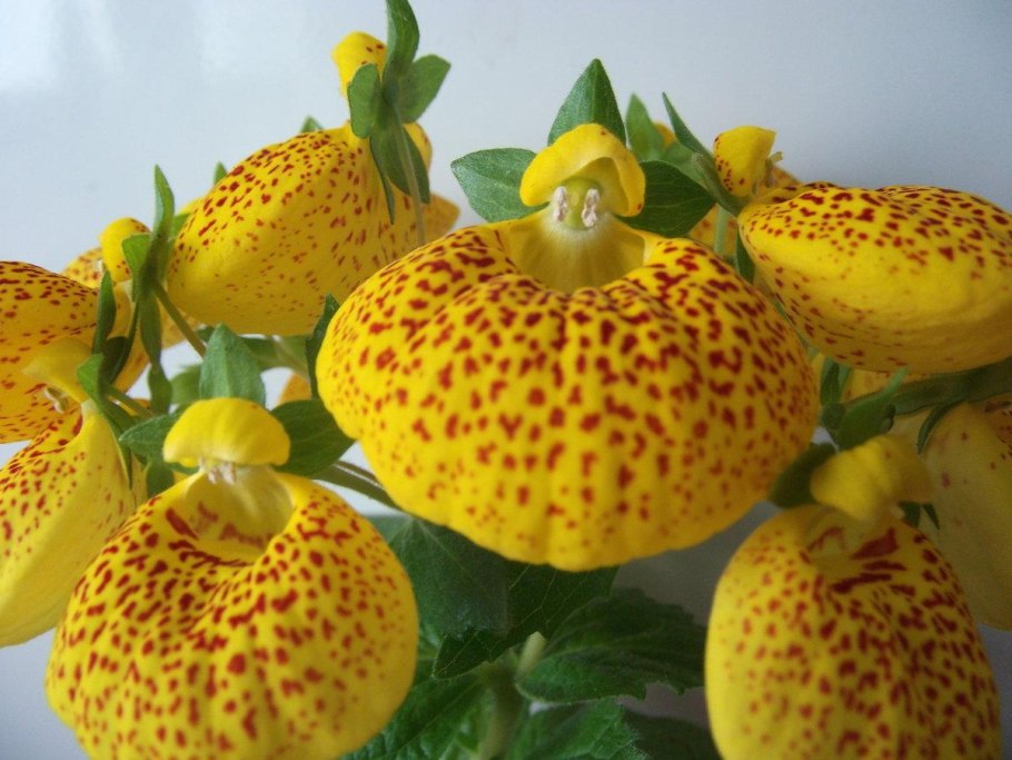 Растение кальцеолярия