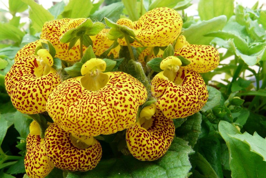 Кальцеолярия Сансет* f1 10 шт.