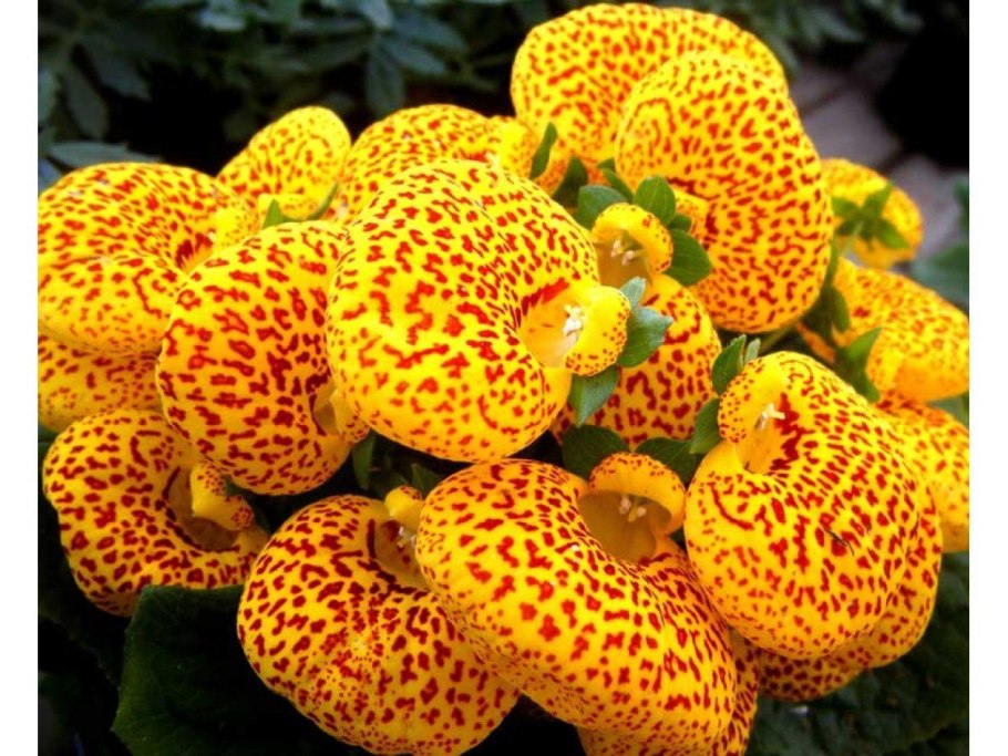 Кальцеолярия цветок