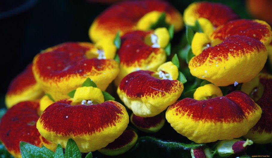 Кальцеолярия f1 Сансет