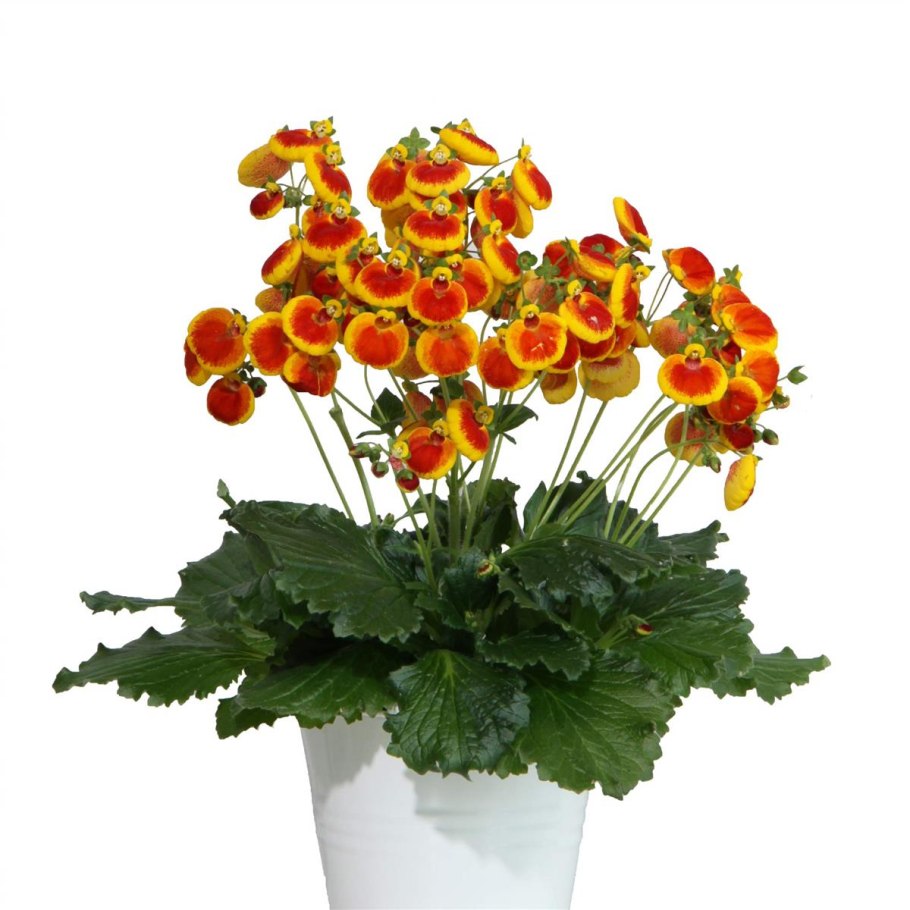 Кальцеолярия горшечная