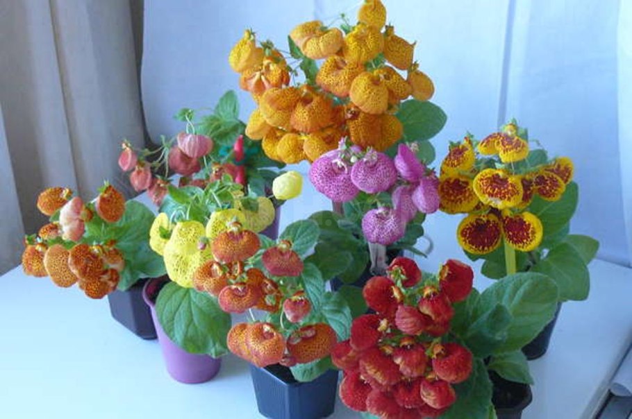 Цветок башмачок кальцеолярия