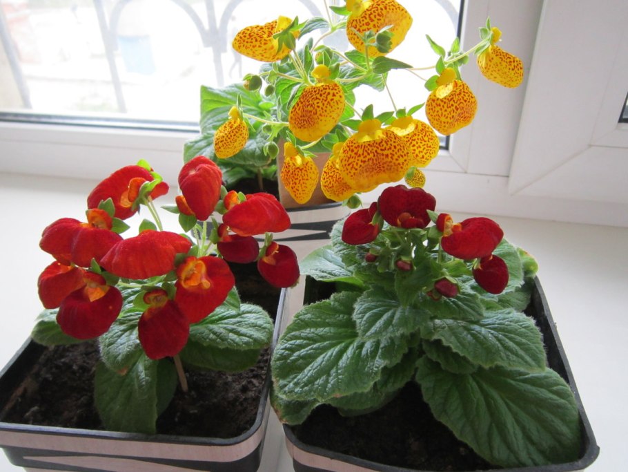 Кальцеолярия дэинти черевички