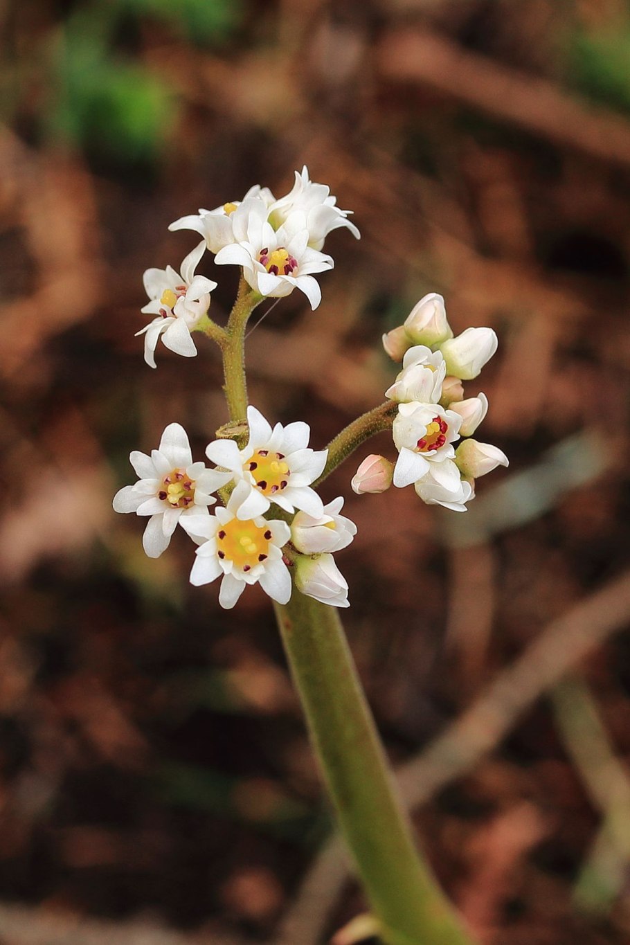 Камнеломковые (семейство)