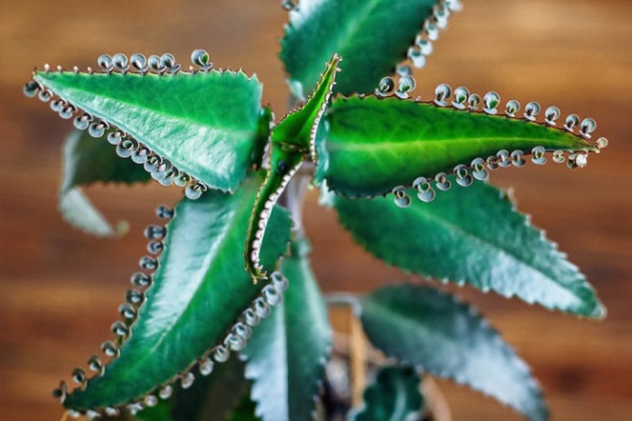 Каланхоэ каландива белая