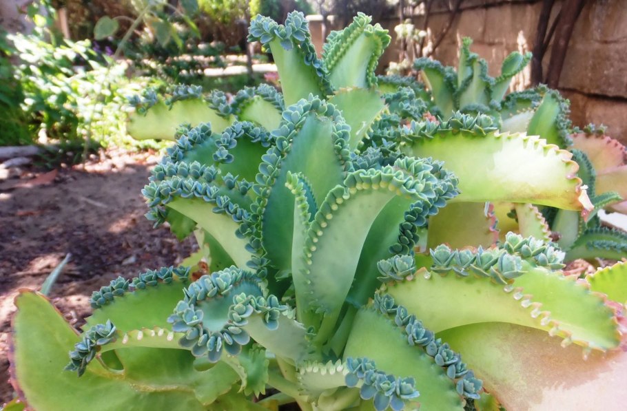 Бриофиллум выводковые почки