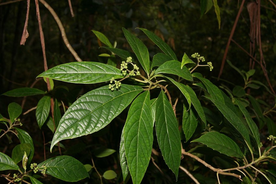 Каланхоэ бриофиллум