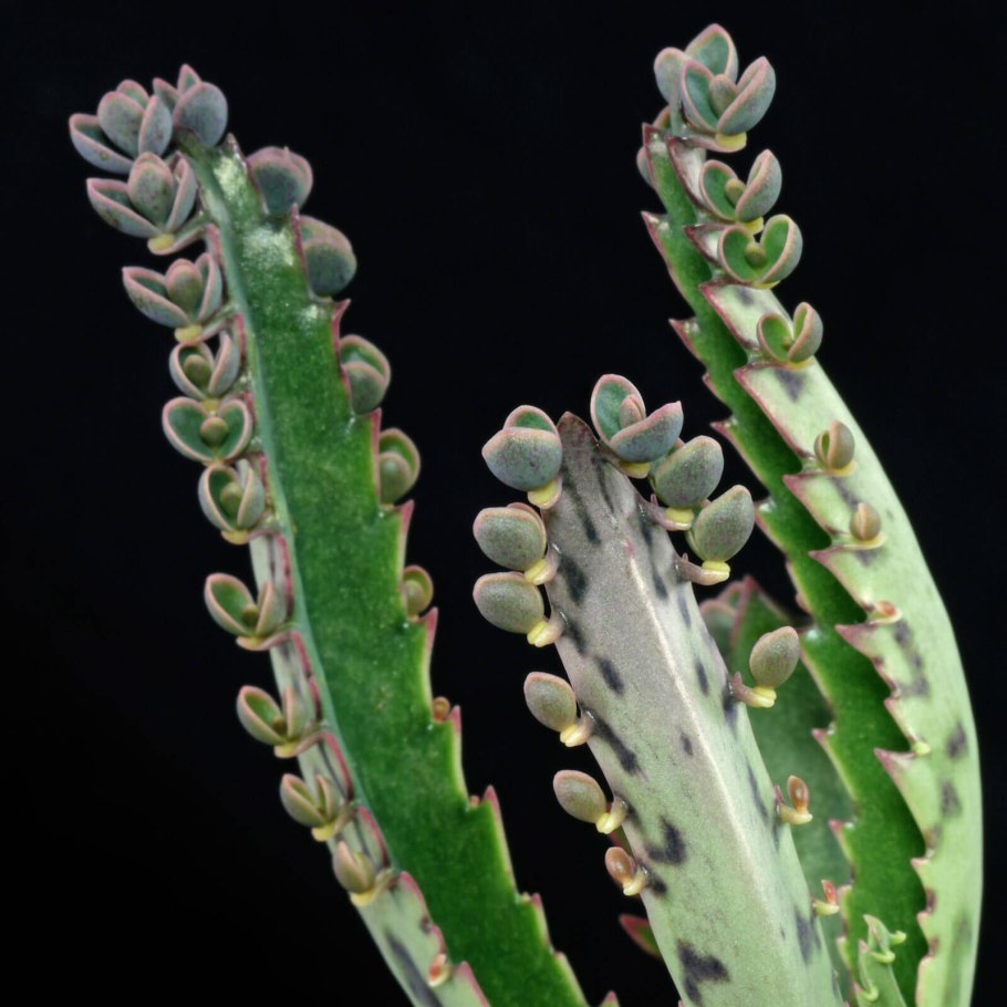 Бриофиллум Дегремона