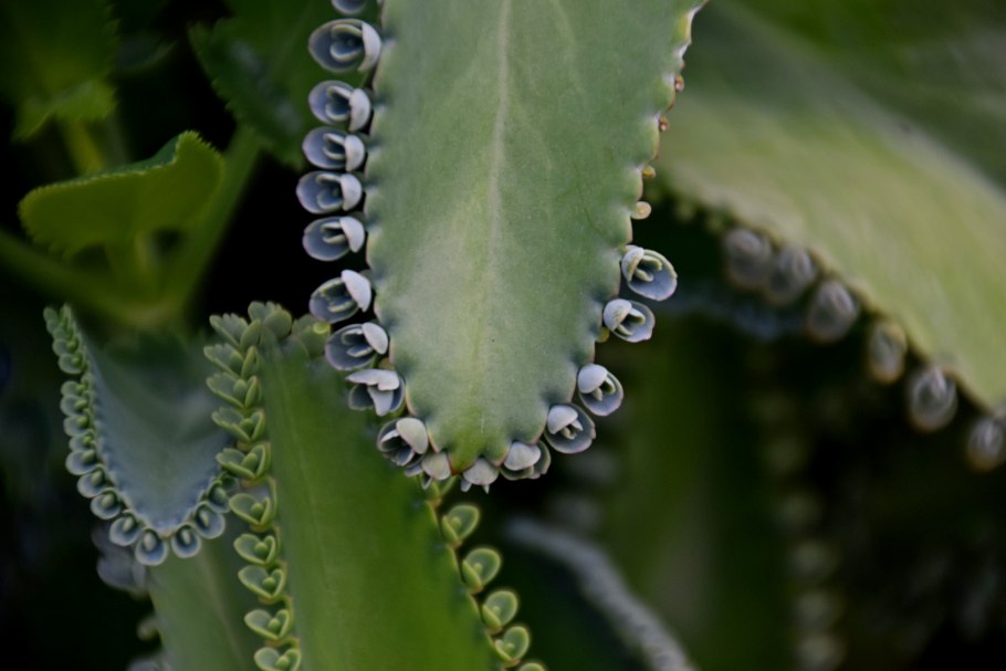 Bryophyllum daigremontianum