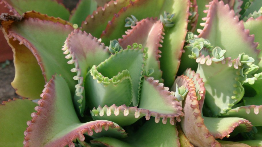 Каланхоэ Федченко