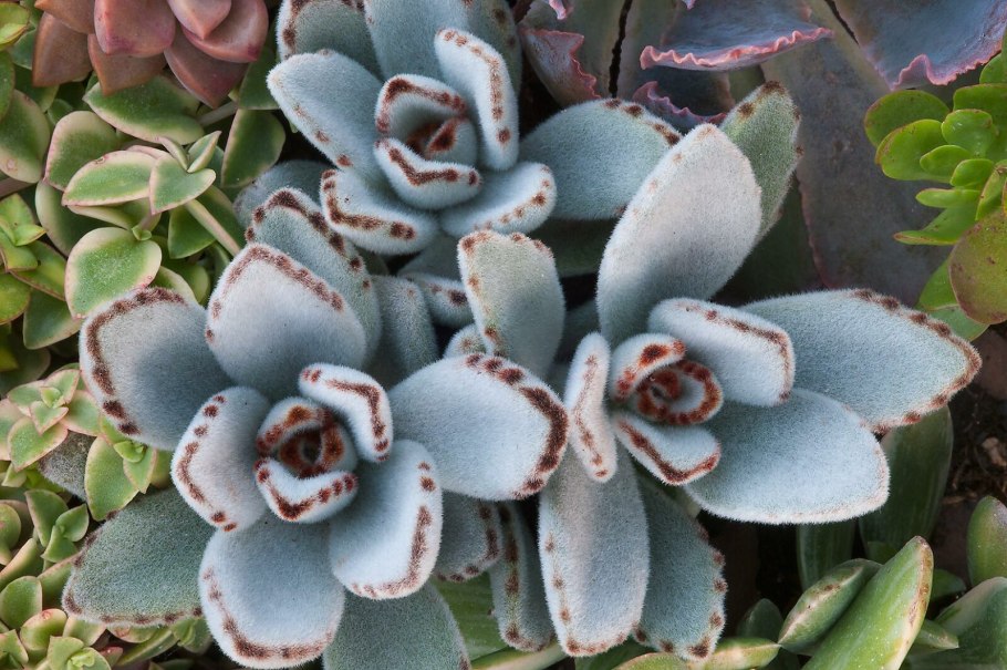 Каланхоэ войлочное kalanchoe tomentosa
