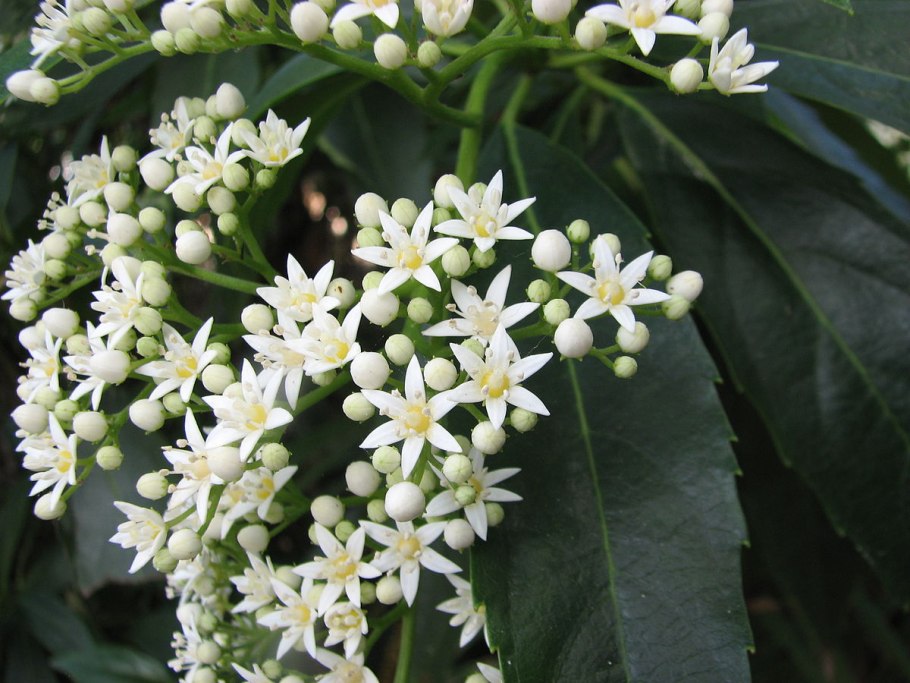 Аброфиллум украшенный Abrophyllum