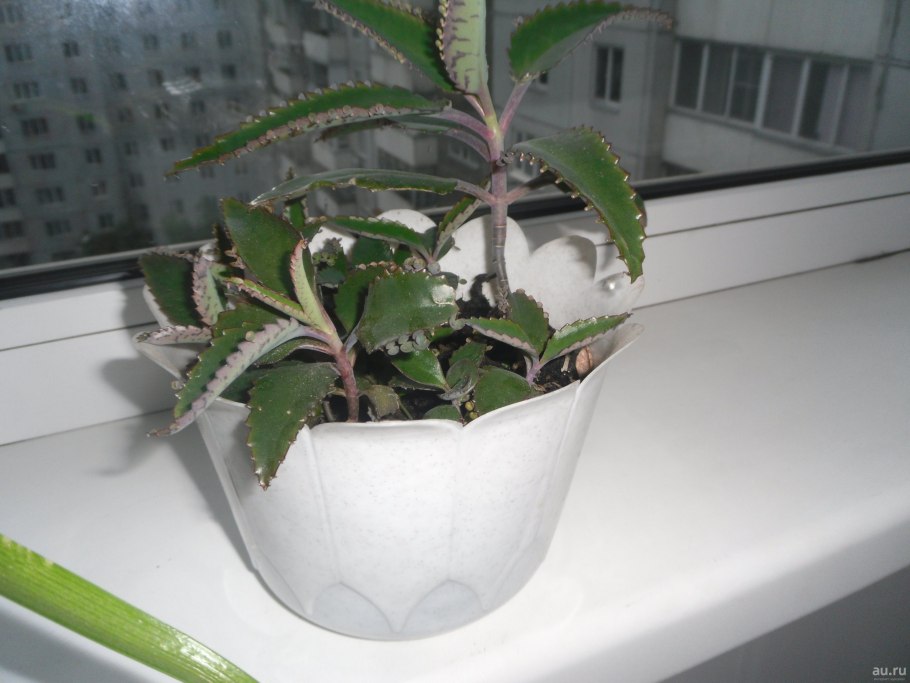 Kalanchoe tomentosa