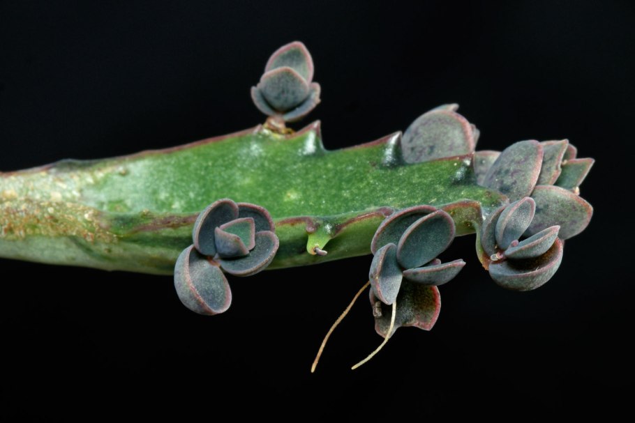 Бриофиллум Дегремона