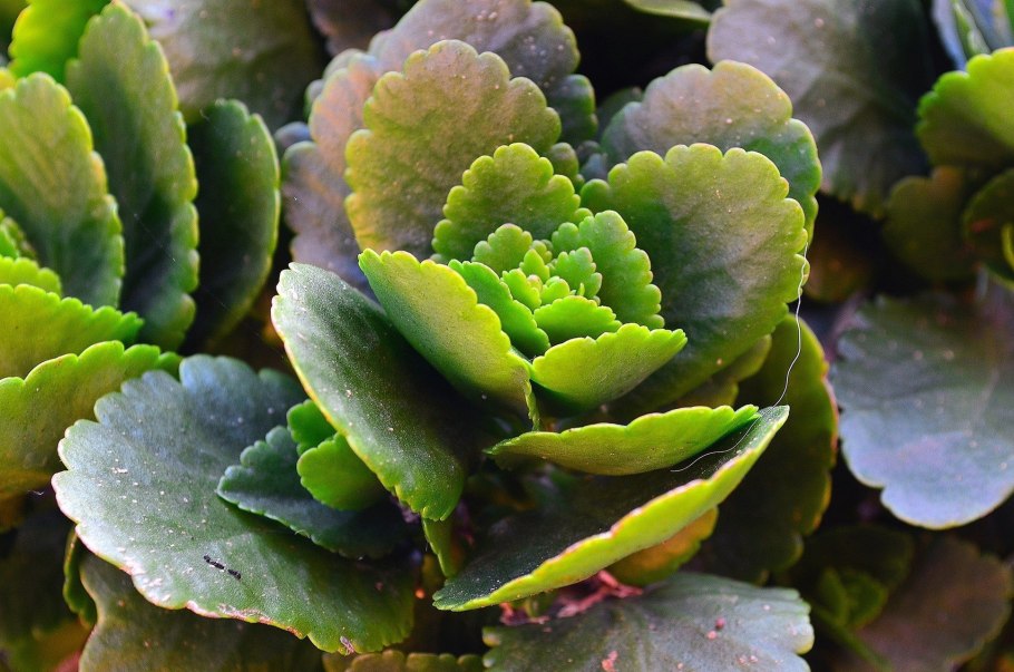 Размножение каланхоэ выводковые почки