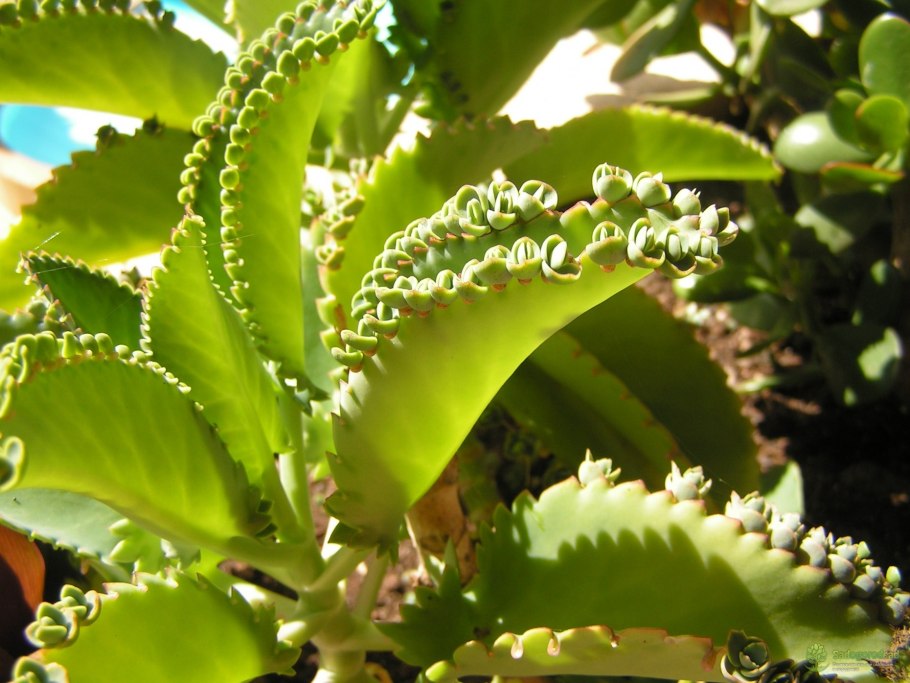 Каланхоэ бриофиллум Дегремона