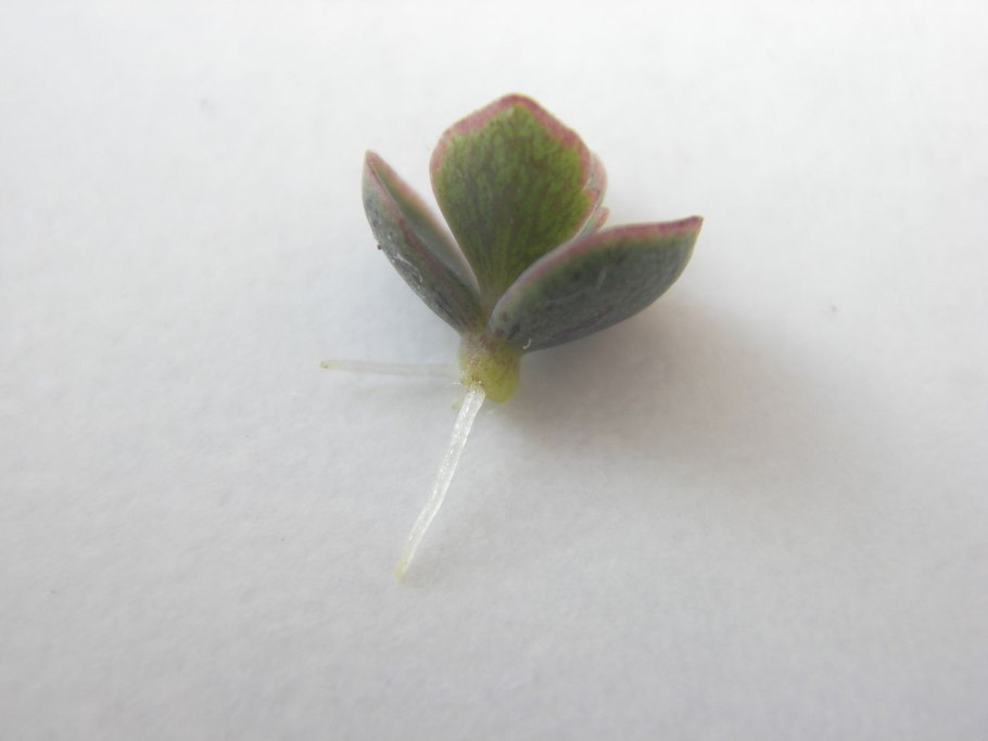 Выводковые почки каланхоэ