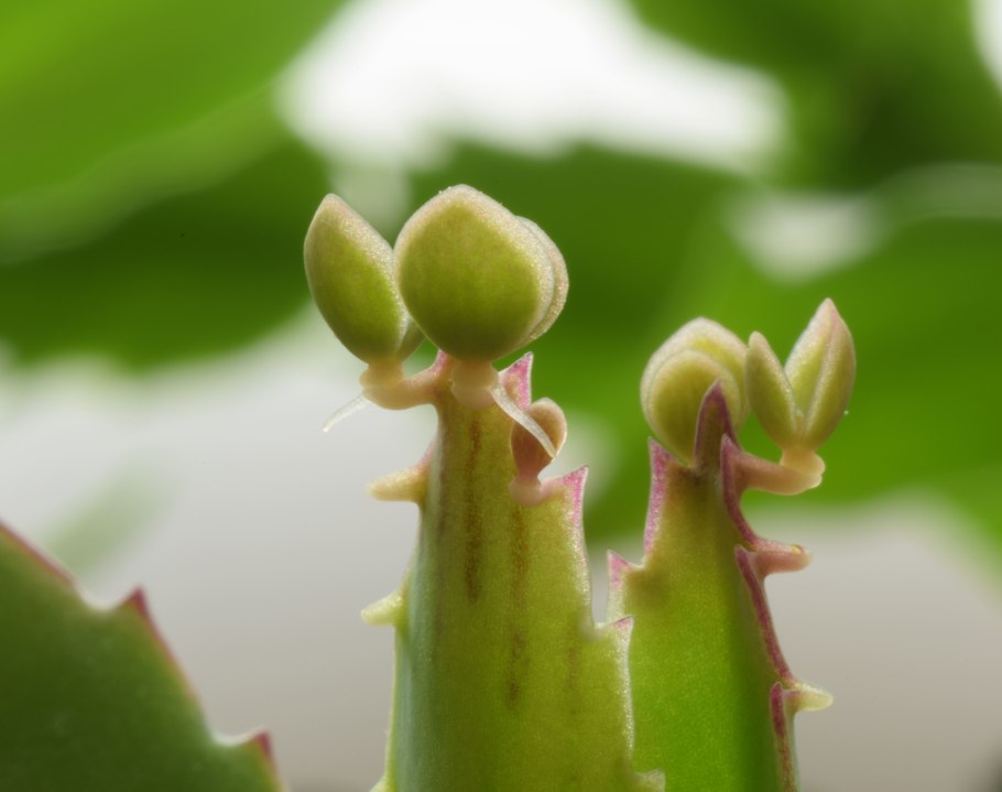 Бриофиллум Дегремона