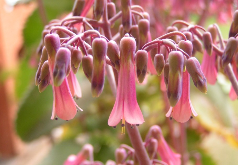 Каланхоэ декоративнолиственная