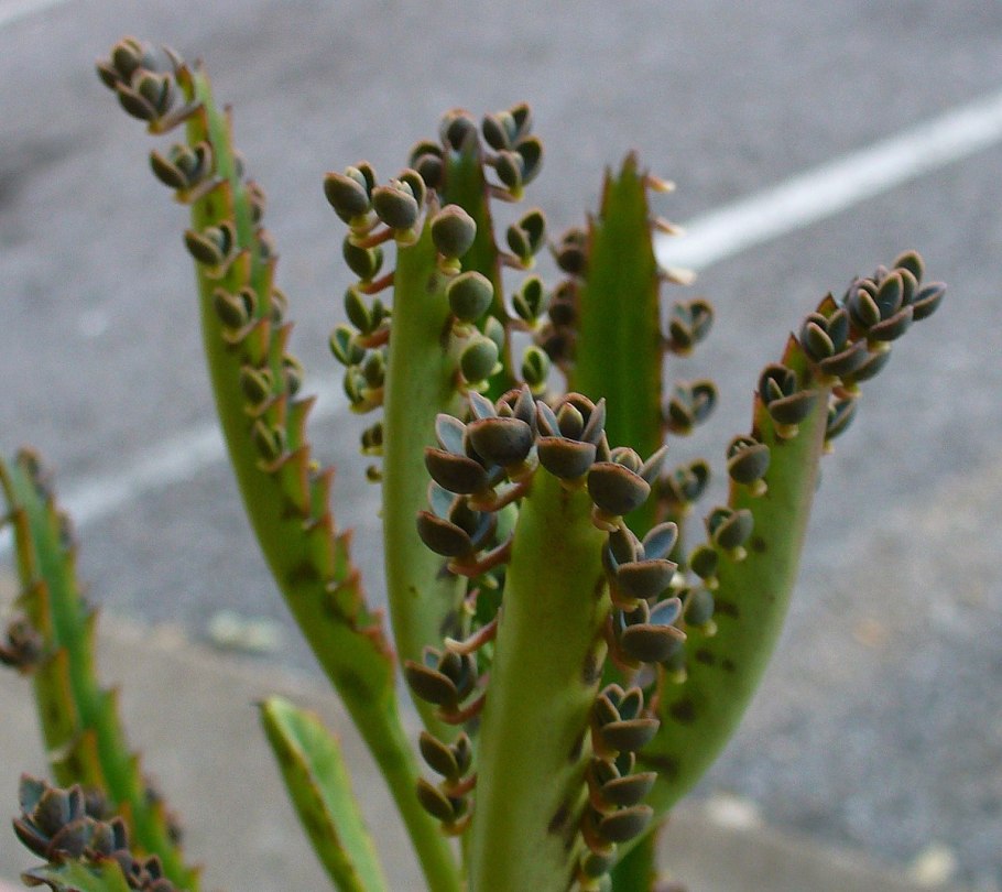 Каланхоэ Дегремона, Блоссфельда