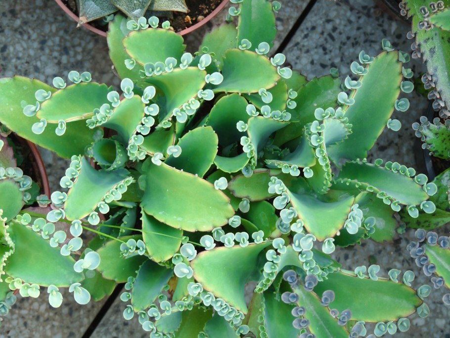 Каланхоэ Блоссфельда бриофиллум