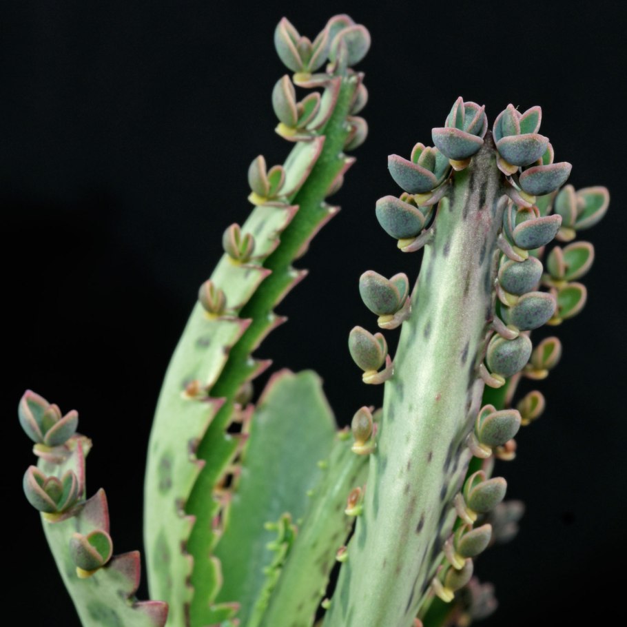 Бриофиллум Дегремона