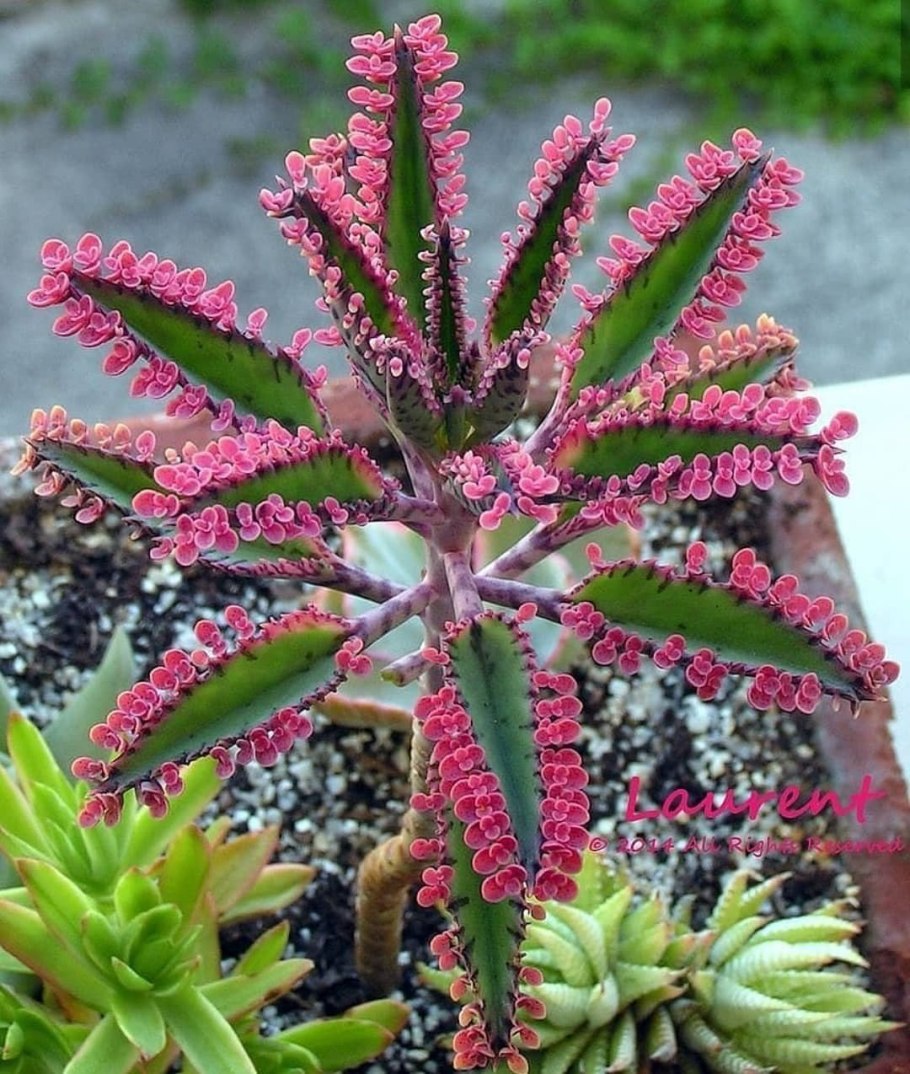 Каланхоэ пильчатолистное (Kalanchoe serratifolium)