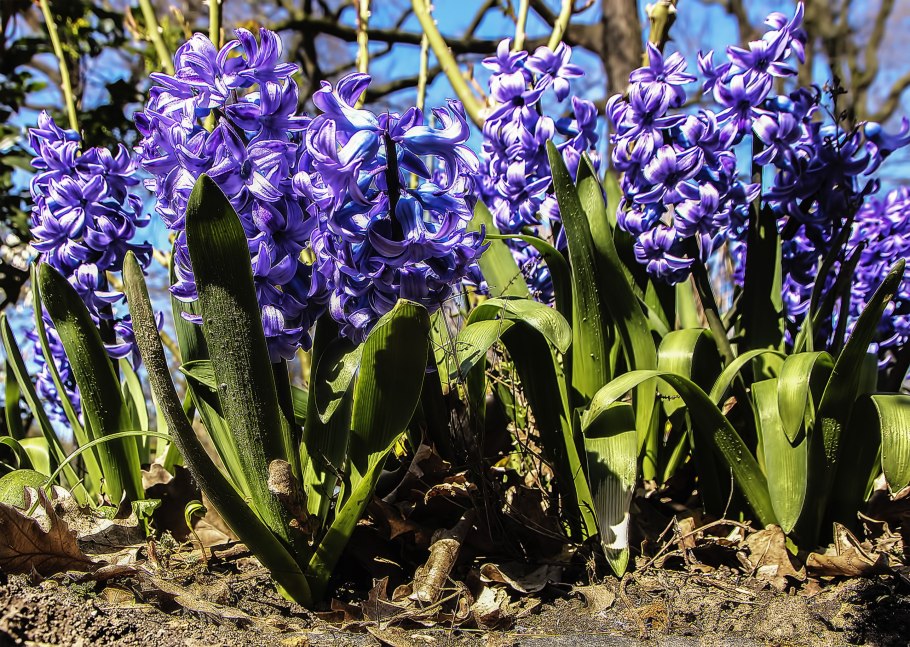 Гиацинтик Палласа