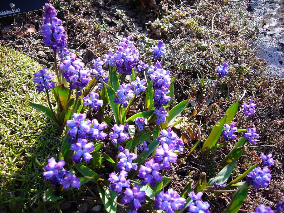 Гиацинтелла Палласа