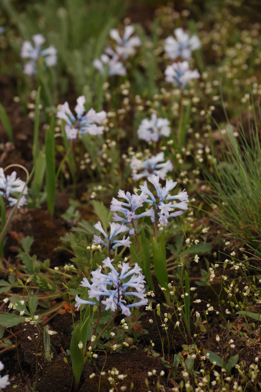 Гиацинтелла палласа