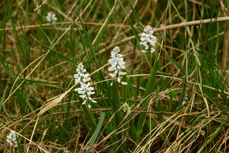 Гиацинт Палласа
