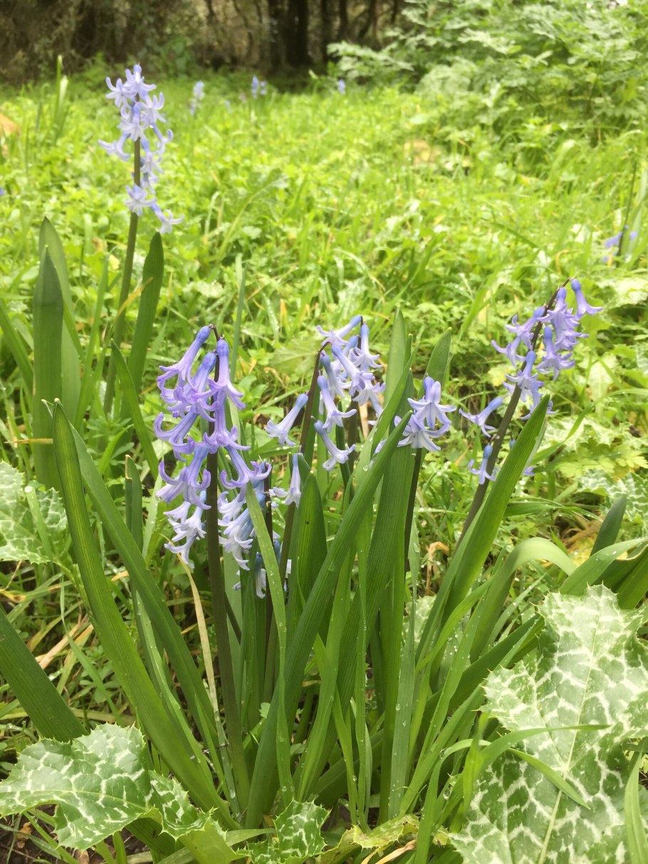 Гиацинт цветок синий