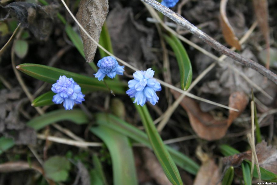 Гиаци́нт закаспийский (