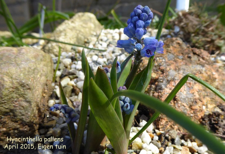 Мускари Азуреум