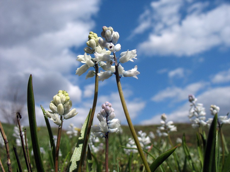 Мускари Арменикум