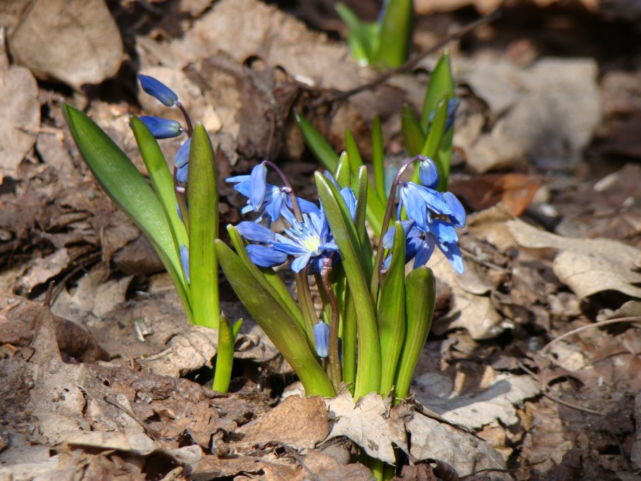 Пролеска сибирская scilla siberica