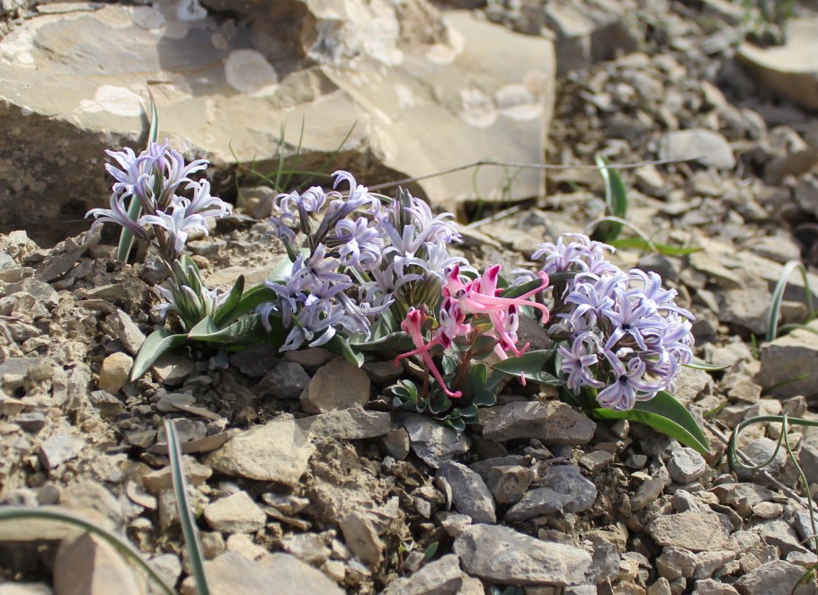 Hyacinthella leucophaea — гиацинтик беловатый