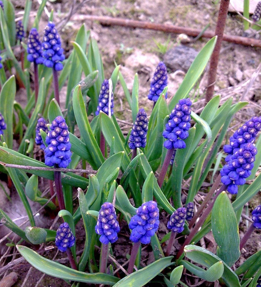 Primula pallasii Lehm. Первоцвет Палласа