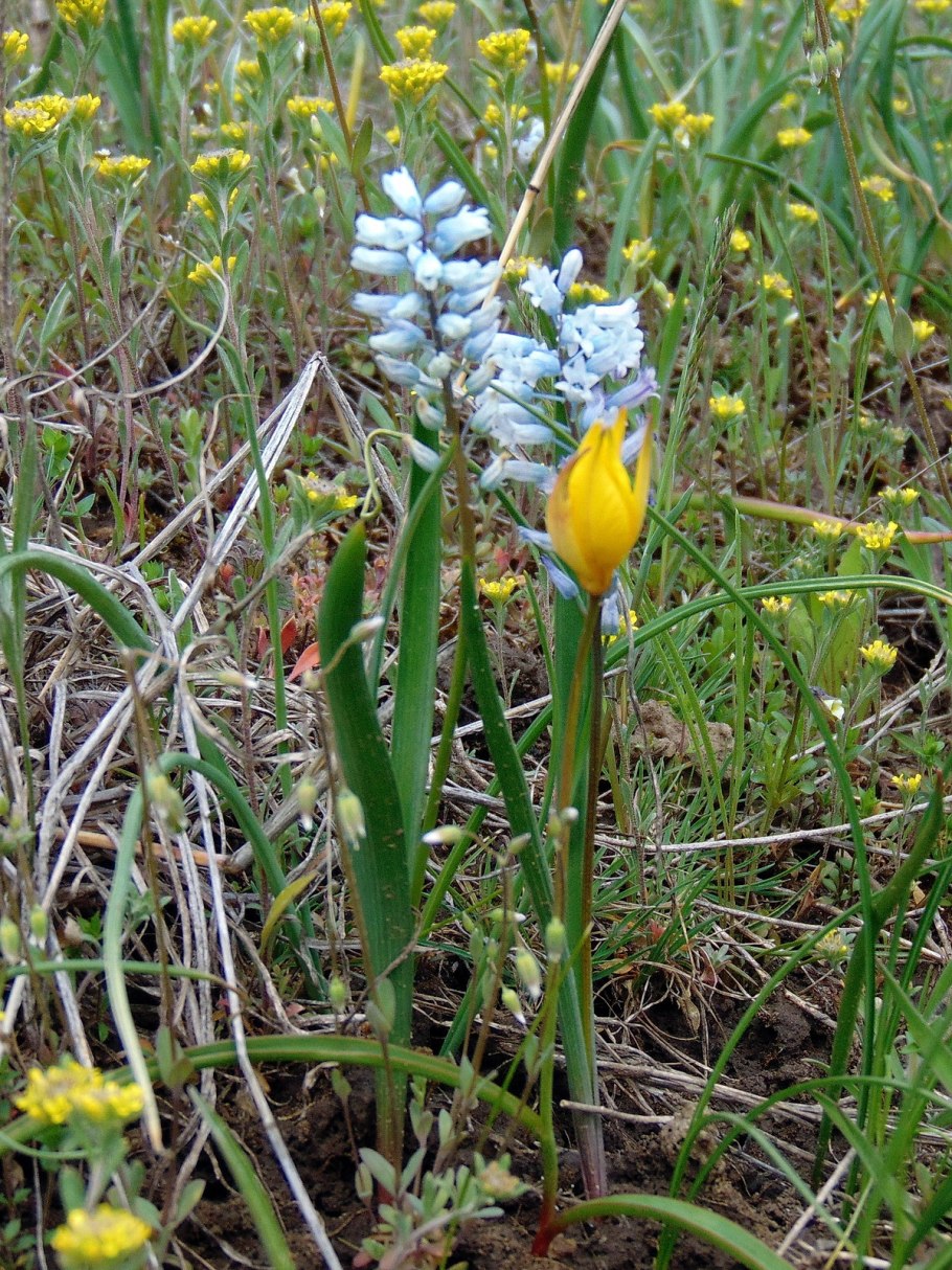Гиацинт спринг Бьюти