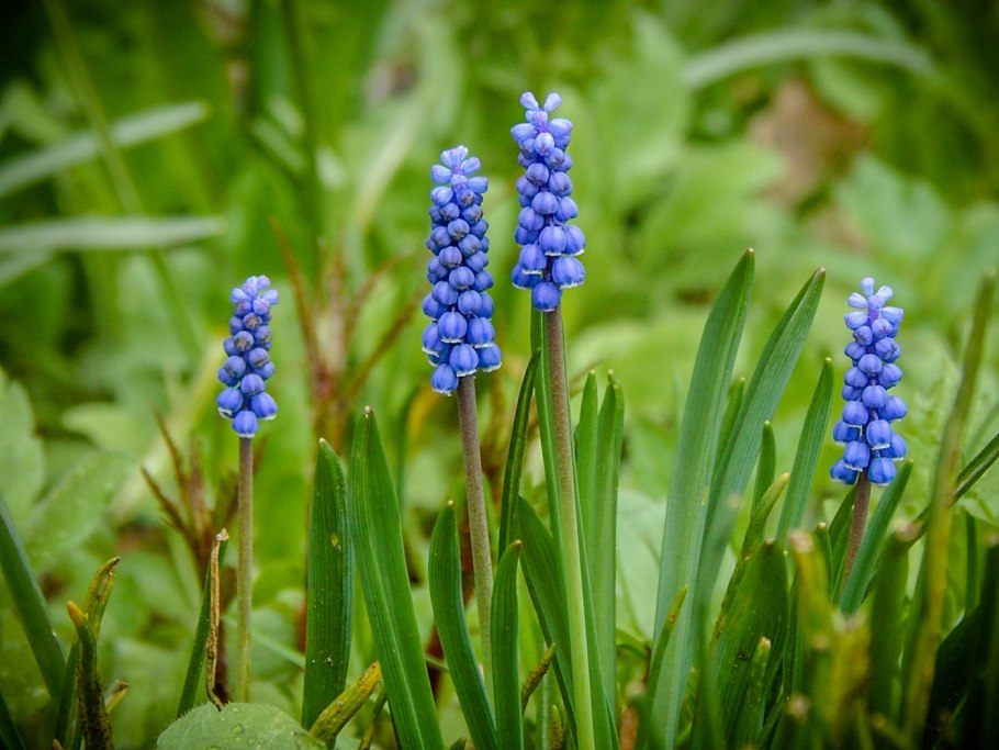 Muscari botryoides album