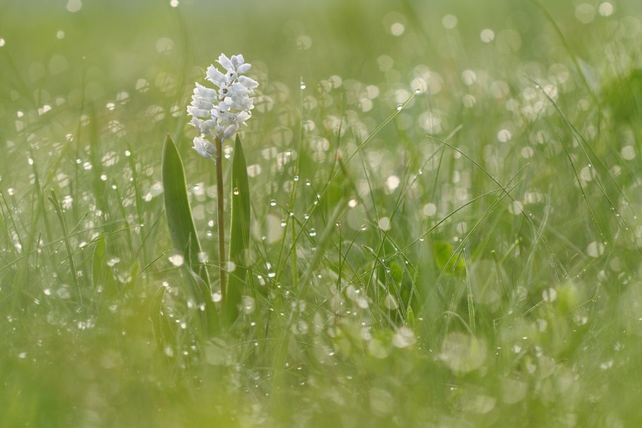 Гиацинт сорт Андорра