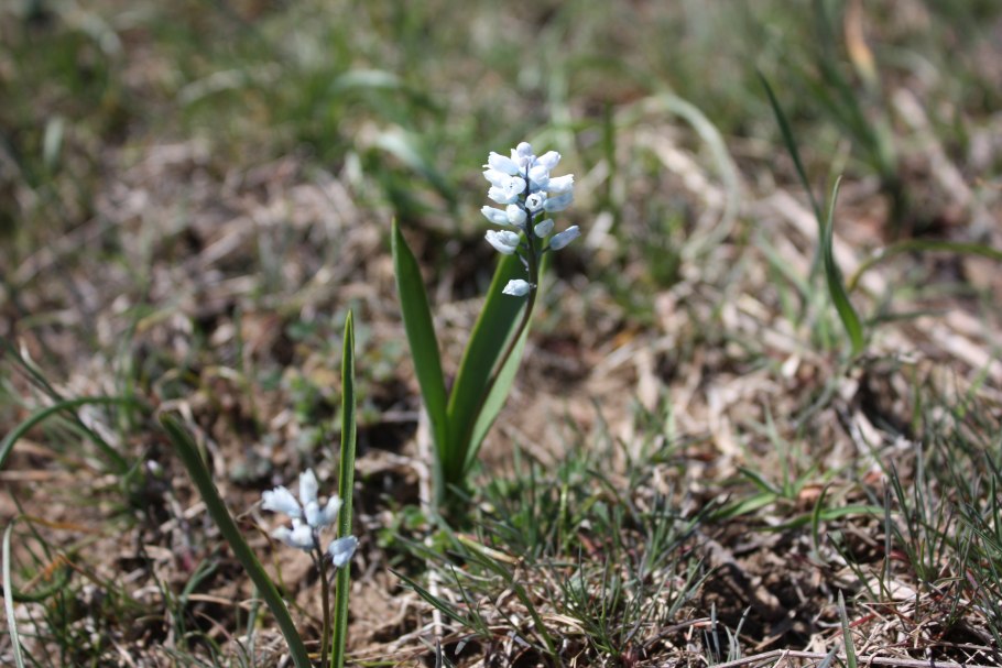 Гиацинтик беловатый красная книга