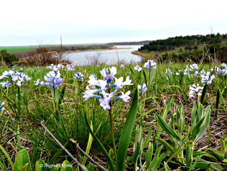 Гиацинтик Палласа