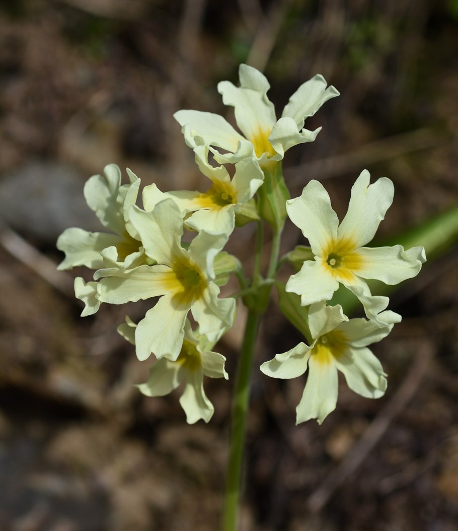Примула палласа (primula pallasii).