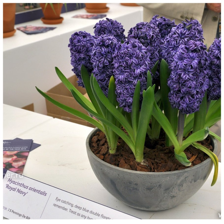Гиацинт роял неви