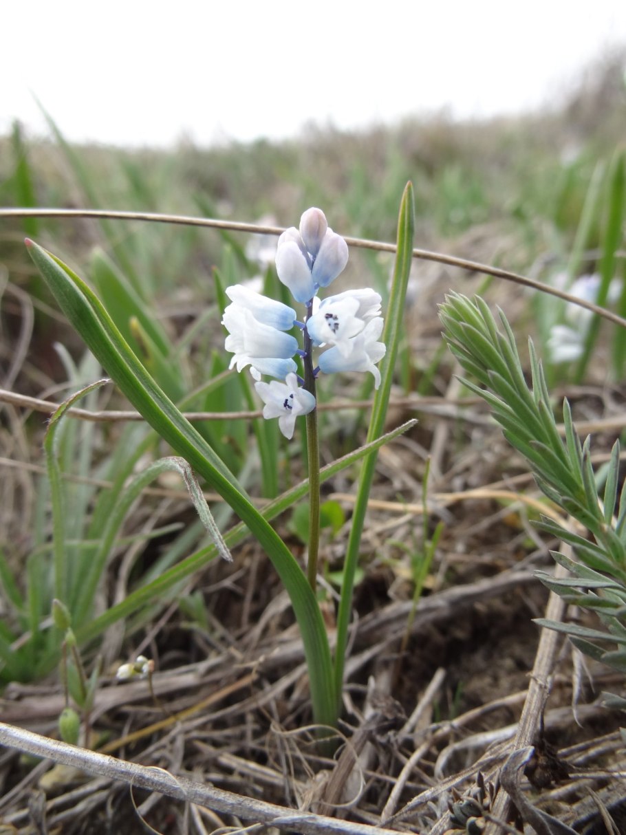 Гиацинтик беловатый