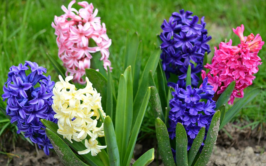 Мускари Алида