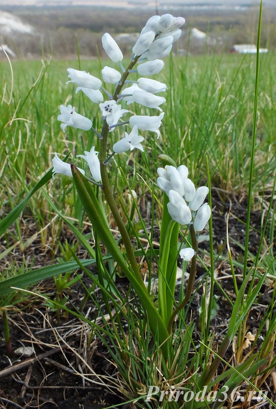 Гиацинт Литвинова Hyacinthus litwinowii