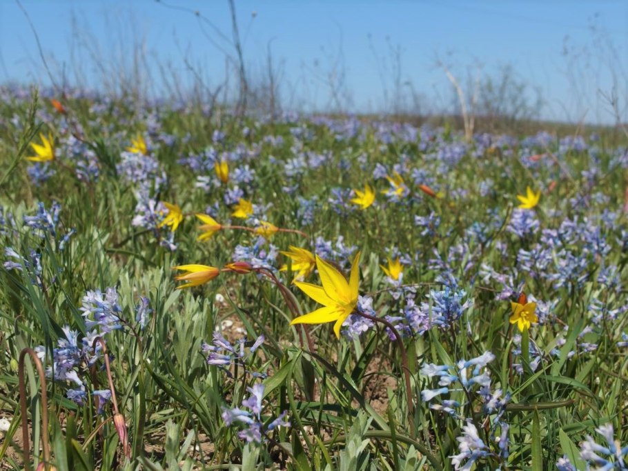 Гиацинтик Палласа
