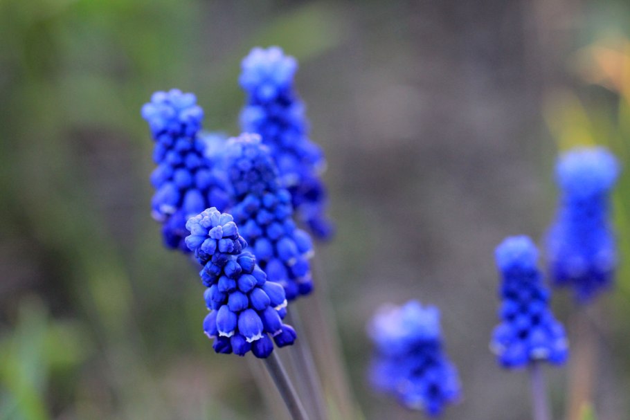 Гиацинт Восточный Hyacinthus orientalis